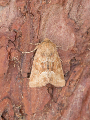 Oranjegeel halmuiltje / Middle-barred Minor / Oligia fasciuncula  