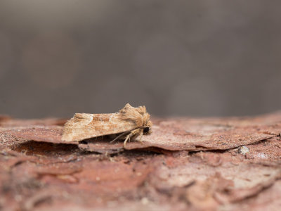 Oranjegeel halmuiltje / Middle-barred Minor / Oligia fasciuncula  