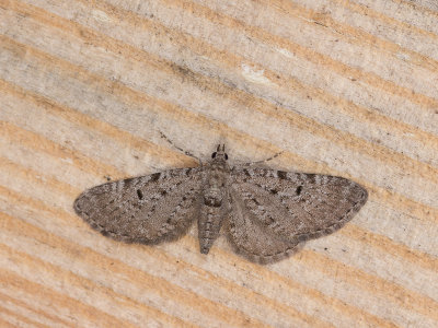 Streepjesdwergspanner / Freyers pug / Eupithecia intricata