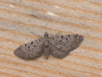 Streepjesdwergspanner / Freyers pug / Eupithecia intricata