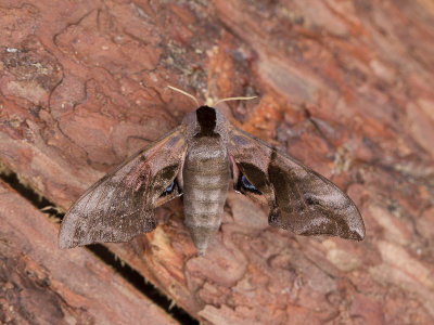 Pauwoogpijlstaart / Eyed Hawk-moth / Smerinthus ocellata