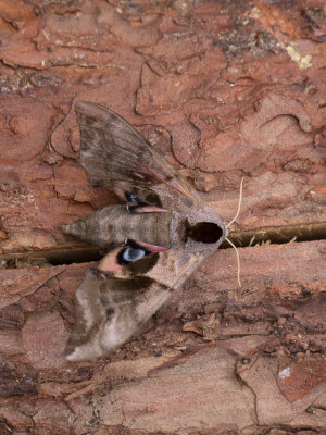 Pauwoogpijlstaart / Eyed Hawk-moth / Smerinthus ocellata