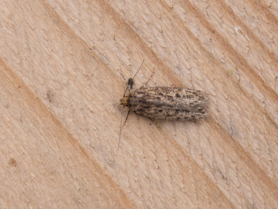 Bruine Huismot / Brown House Moth / Hofmannophila pseudospretella