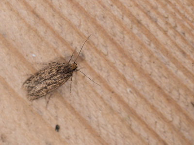 Bruine Huismot / Brown House Moth / Hofmannophila pseudospretella
