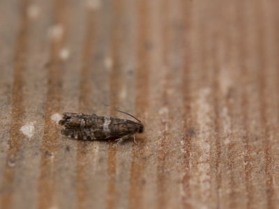 Gezoneerde oogbladroller / Epinotia fraternana