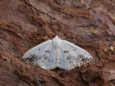 Witte schaduwspanner / Clouded Silver / Lomographa temerata 