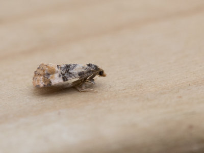 Vroege dwergbladroller / Cochylis nana