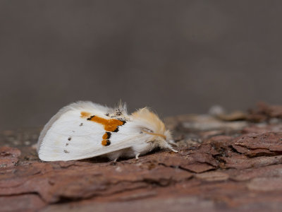 Tweekleurige tandvlinder / White Prominent / Leucodonta bicoloria