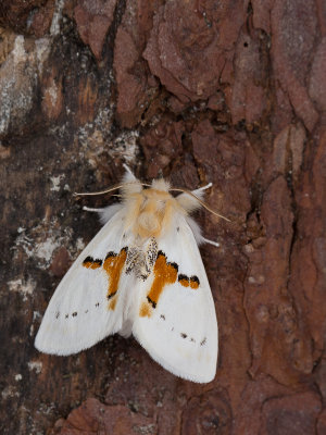 Tweekleurige tandvlinder / White Prominent / Leucodonta bicoloria