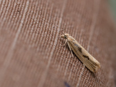 Gewone biesbladroller /  Bactra lancealana