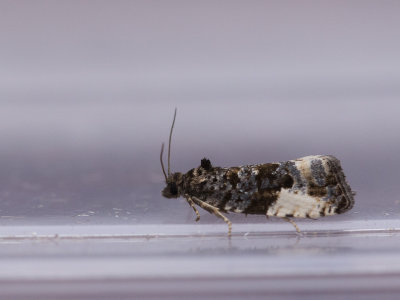 Pruimwitvlakbladroller / Plum Tortrix / Hedya pruniana