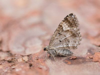 Gewone bandspanner / Common Carpet / Epirrhoe alternata