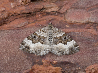 Gewone bandspanner / Common Carpet / Epirrhoe alternata