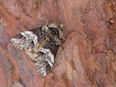 Gestreepte tandvlinder / Marbled Brown / Drymonia dodonaea