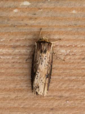 g9/62/962762/3/163413169.P4SdOFGx.jpg