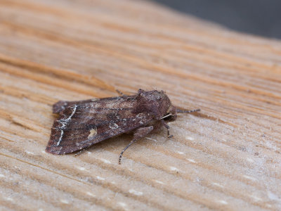 g9/62/962762/3/163413206.MpXvivaB.jpg