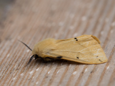 Gele tijger / Buff ermine / Spilosoma lutea 