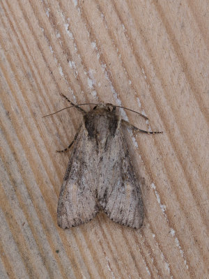 Variabele grasuil / Clouded-bordered Brindle / Apamea crenata 