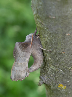 Populierenpijlstaart / Poplar Hawk-moth / Laothoe populi 