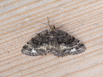 Witvlekspikkelspanner / Brindled White-spot /  Parectropis similaria 