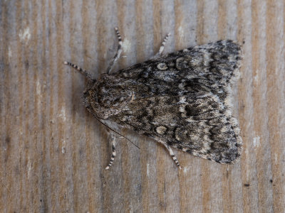 Schilddrager / Poplar Grey / Subacronicta megacephala