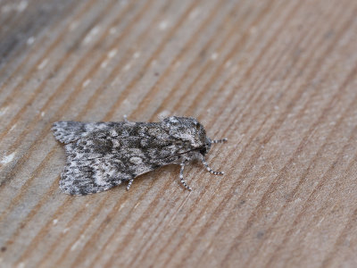 Schilddrager / Poplar Grey / Subacronicta megacephala