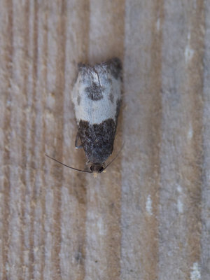 Hermelijnbladroller /  Notocelia cynosbatella 