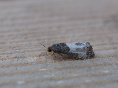 Hermelijnbladroller /  Notocelia cynosbatella 