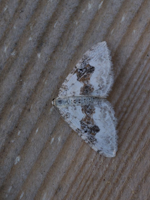Geoogde bandspanner / Silver-ground carpet / Xanthorhoe montanata 