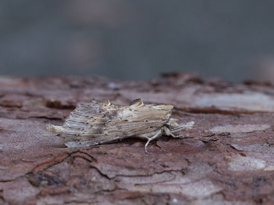 Snuitvlinder / Pale Prominent / Pterostoma palpina