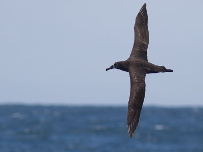 Black-footed Albatross / Zwartvoetalbatros / Phoebastria nigripes