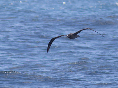 Black-footed Albatross / Zwartvoetalbatros / Phoebastria nigripes