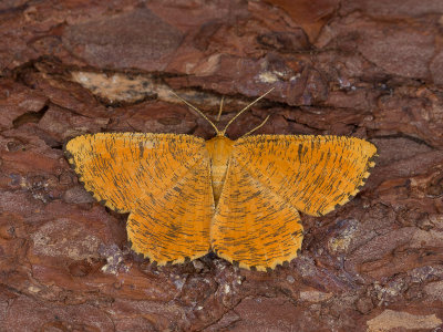Oranje iepentakvlinder / Orange Moth / Angerona prunaria 