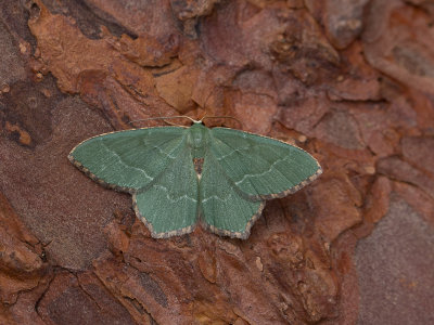 Kleine zomervlinder / Common emerald / Hemithea aestivaria