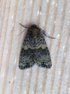Schedeldrager / Coronet / Craniophora ligustri
