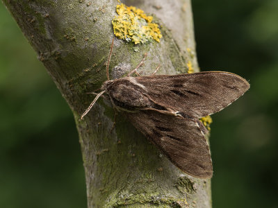 Dennenpijlstaart / Pine Hawk-moth / Sphinx pinastri