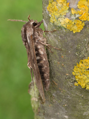 Dennenpijlstaart / Pine Hawk-moth / Sphinx pinastri