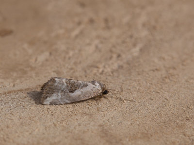 Gemarmerd heide-uiltje / Rosy Marbled / Elaphria venustula