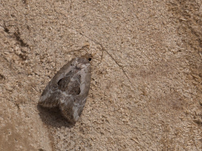 Gemarmerd heide-uiltje / Rosy Marbled / Elaphria venustula