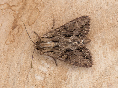 Graswortelvlinder / Dark Arches / Apamea monoglypha