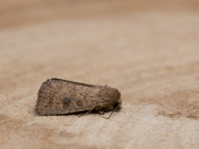 Morpheusstofuil / Mottled Rustic / Caradrina morpheus
