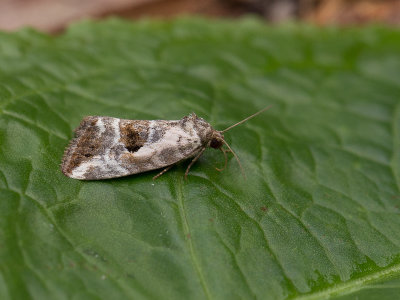 Gemarmerd heide-uiltje / Rosy Marbled / Elaphria venustula