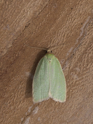 Groene eikenbladroller / European oak leafroller / Tortrix viridana