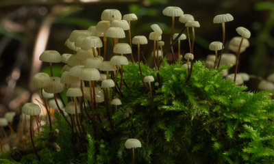 Marasmius rotula / Wieltje / Pinwheel Mushroom