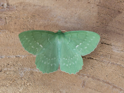 Zomervlinder / Large emerald / Geometra papilionaria