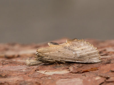 Snuitvlinder / Pale Prominent / Pterostoma palpina