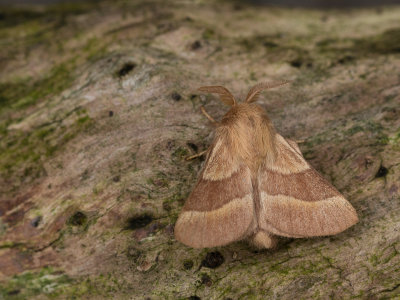 Ringelrups / Lackey Moth / Malacosoma neustria