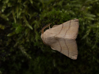 Ringelrups / Lackey Moth / Malacosoma neustria
