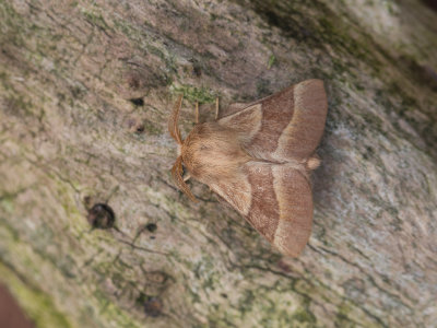 Ringelrups / Lackey Moth / Malacosoma neustria