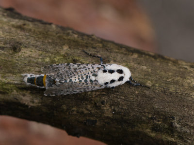 Gestippelde houtvlinder / Wood Leopard Moth / Zeuzera pyrina